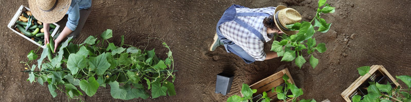 AHC30722 Certificate III in Horticulture